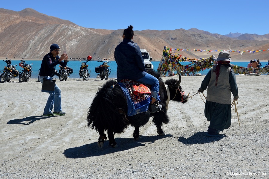 fot. Jak – atrakcja turystyczna © Magdalena Brzezińska, Ladakh, Indie 2016