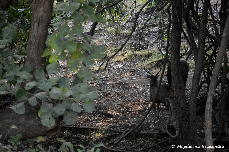 Sambary indyjskie. Park Narodowy Gir ©Magdalena Brzezińska 