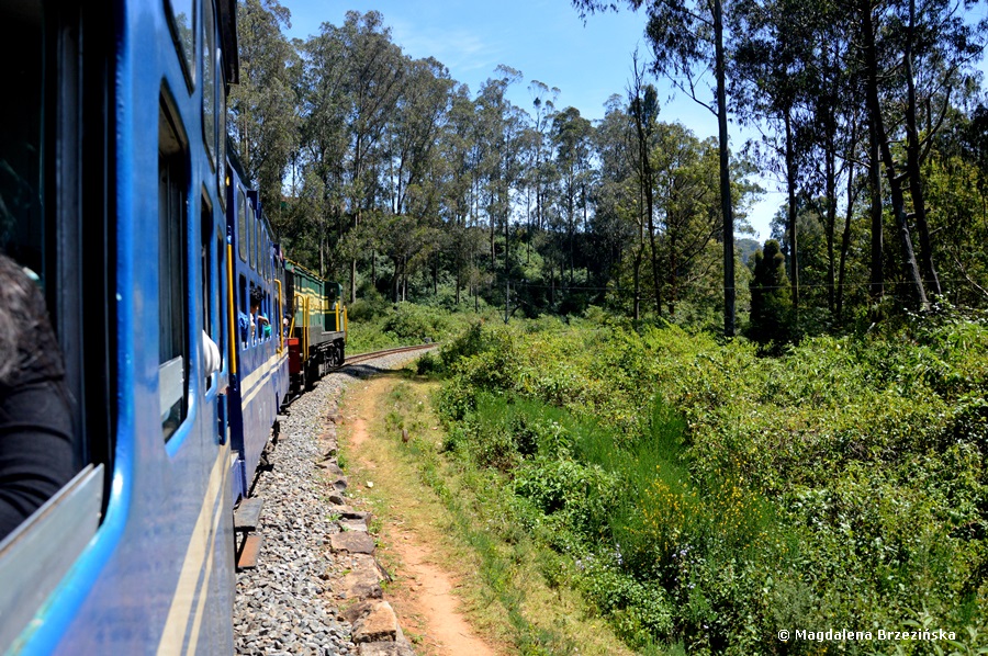 Nilgiri Mountain Railway, Tamil Nadu, Indie 2016 © Magdalena Brzezińska 