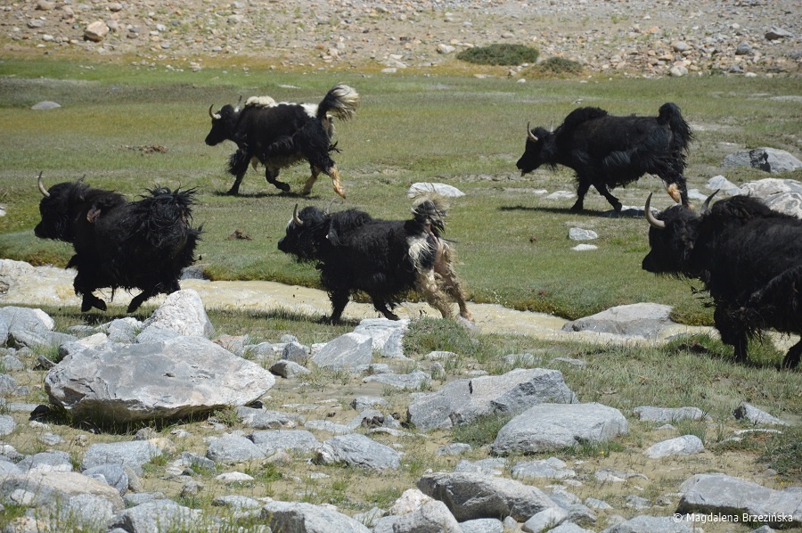 fot. Jaki w galopie © Magdalena Brzezińska, Ladakh,  Indie 2016