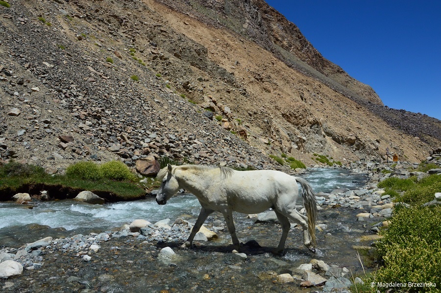 fot. Dziki koń © Magdalena Brzezińska, Ladakh, Indie 2016