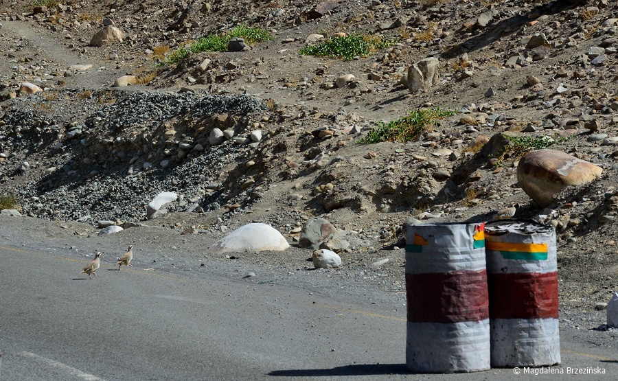 fot. Kuropatwy górskie (Alectoris chukar) © Magdalena Brzezińska, Ladakh, Indie 2016