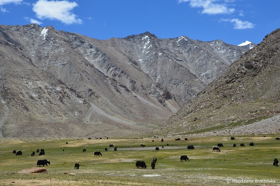  fot. Pasące się jaki © Magdalena Brzezińska, Ladakh, Indie 2016